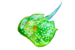 Bluespotted Ribbontail Ray in Watercolor Style: A Unique Design for Australian-Themed Products