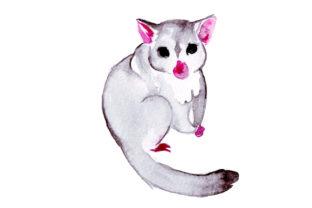 Brushtail Possum in Watercolor Style: A Charming Design for Australian-Themed Merch