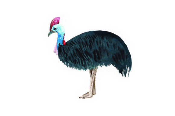 Cassowary - Watercolor: A Fresh Design Asset for Australian Content Creators