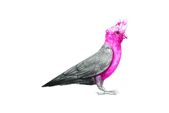 Galah - Watercolor: Australian Branding with a Soft Touch