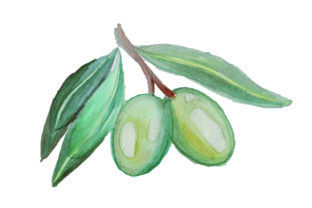 Green Olives in Watercolor Style for Local Business Branding