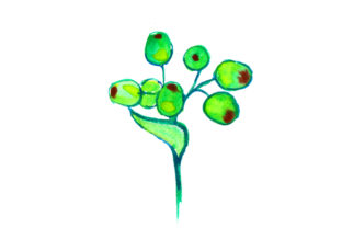 Gum Nut in Watercolor Style