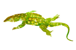 Perentie in Watercolor Style: A Natural Fit for Australian-Themed Design Projects