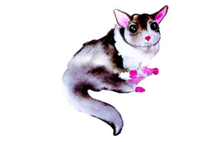 Sugar Glider in Watercolor Style: A Design Asset That Captures Australia’s Charm