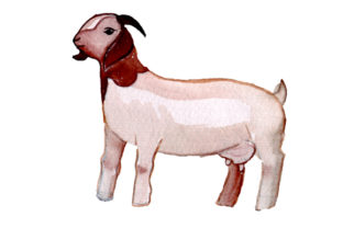 Watercolor Boer Goat for Animal-Themed Digital Products