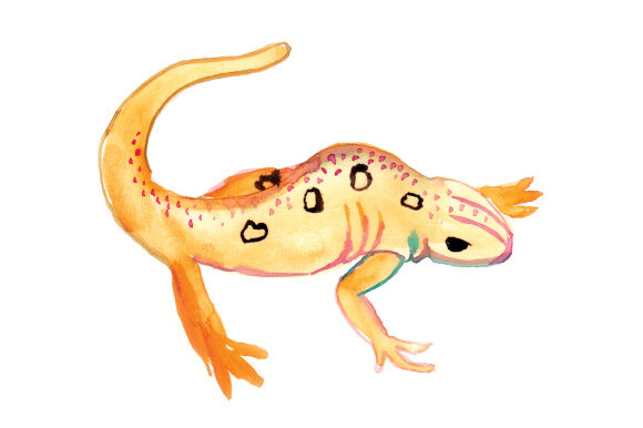 Watercolor Newt: A Versatile Graphic Design Asset for Animal Lovers