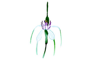 White Spider Orchid in Watercolor Style for Australian Craft Projects